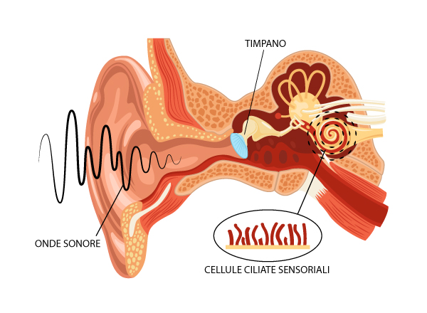 Anatomia dell'orecchio